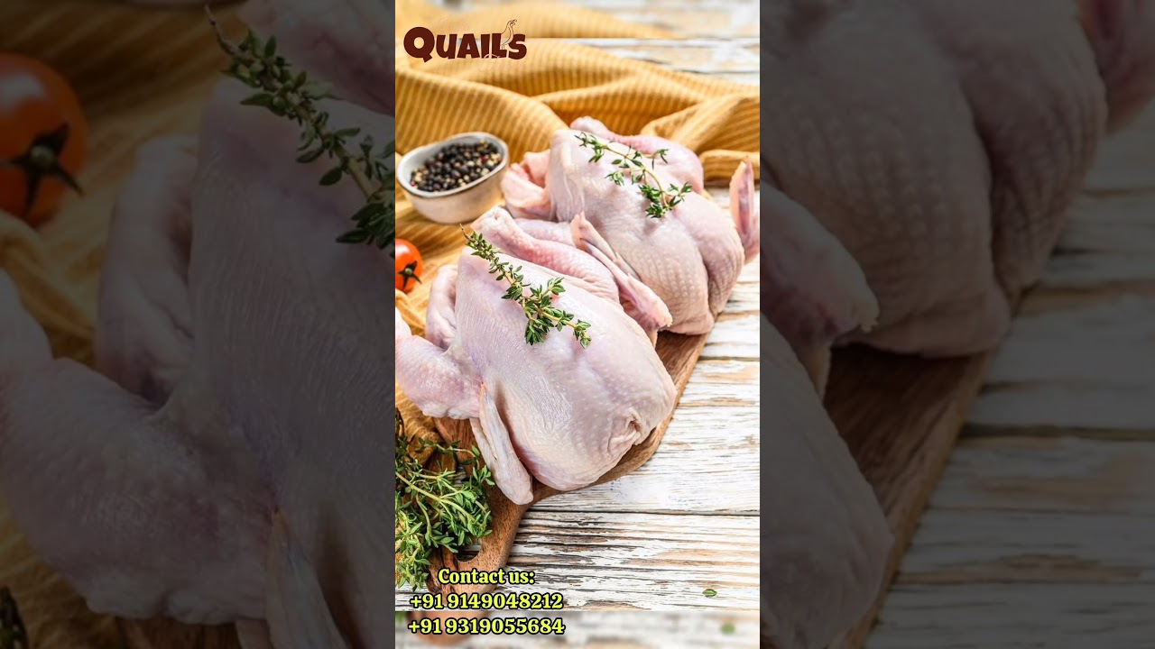 Indiaquailfarm Quail (Bater) live Bird or Dressed Meat Available | Bater India Quail Farm