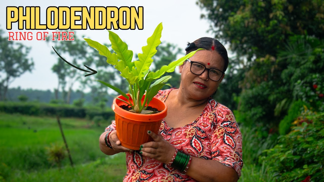 Philodendron 'Ring of Fire' Repotting and Care Tips I Pabitra Garden