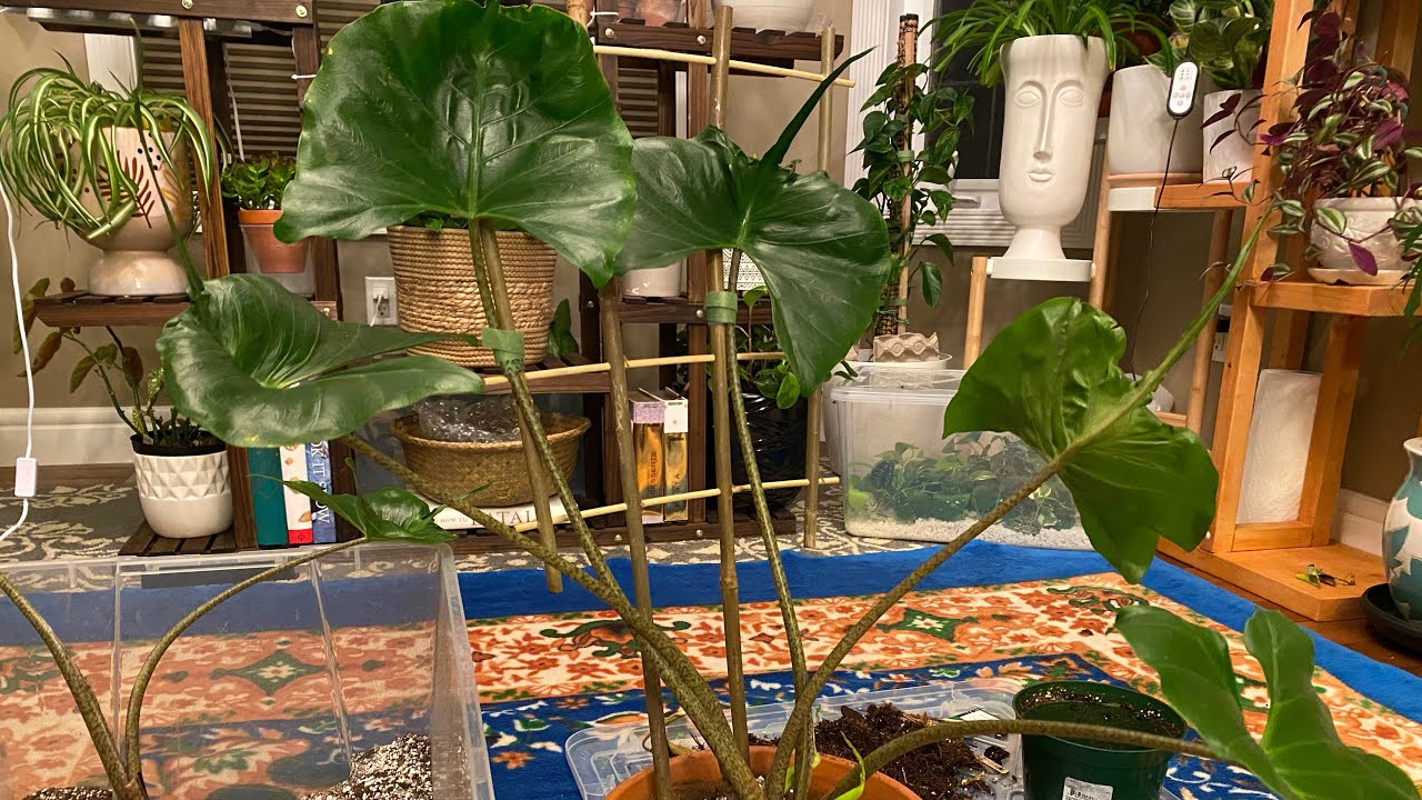 Alocasia Stingray | how to repot alocasia | late night repotting & destressing | ASMR