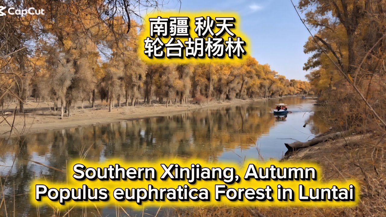 南疆 秋天 轮台胡杨林 Southern Xinjiang, Autumn Populus euphratica Forest in Luntai