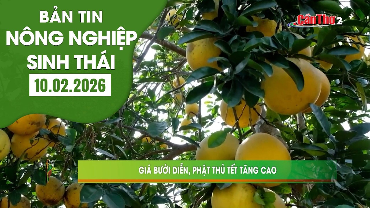 Giá bưởi diễn, phật thủ Tết tăng cao | NNST 10.02.2026