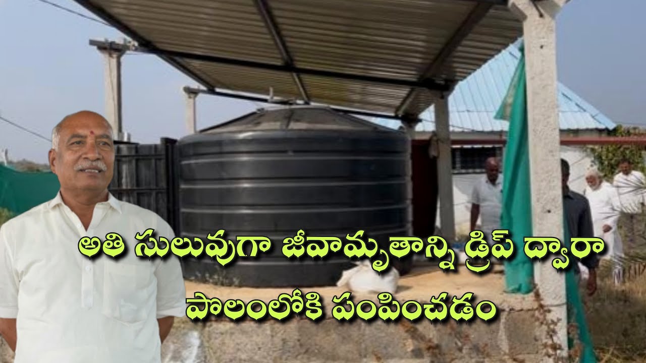 అతి సులువుగా జీవామృతాన్ని డ్రిప్ ద్వారా పొలంలోకి పంపించడం#spk #cow #agriculture #farm 