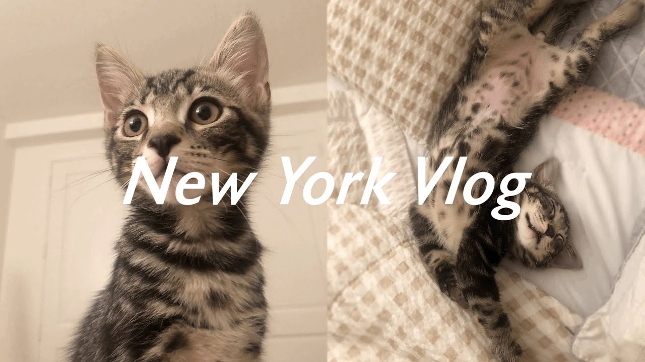 [뉴욕 일상 Vlog] Eng) 미국에서 아기 고양이 입양하기 | 고양이 합사 | 테니스 강습받고 한인타운 짜장면&짬뽕 먹기