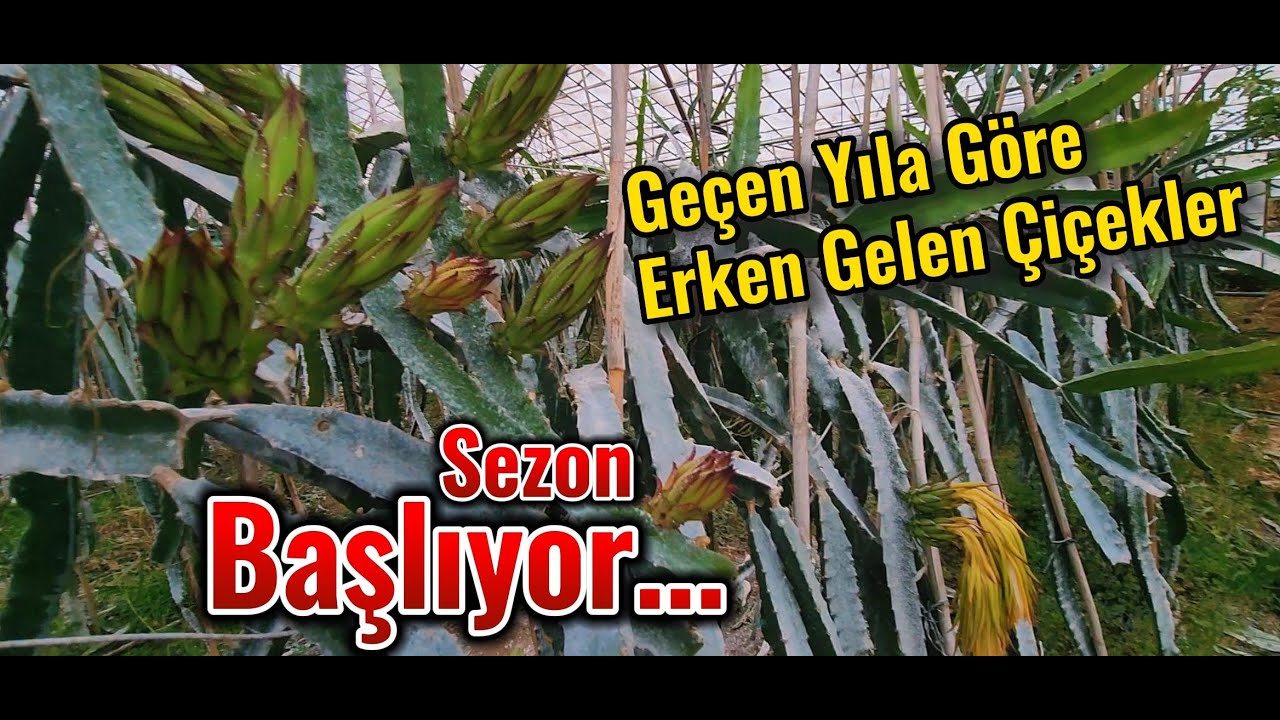 Ejder Meyvesi ve Çarkıfelek Meyvesi Gübreleme Programımız
