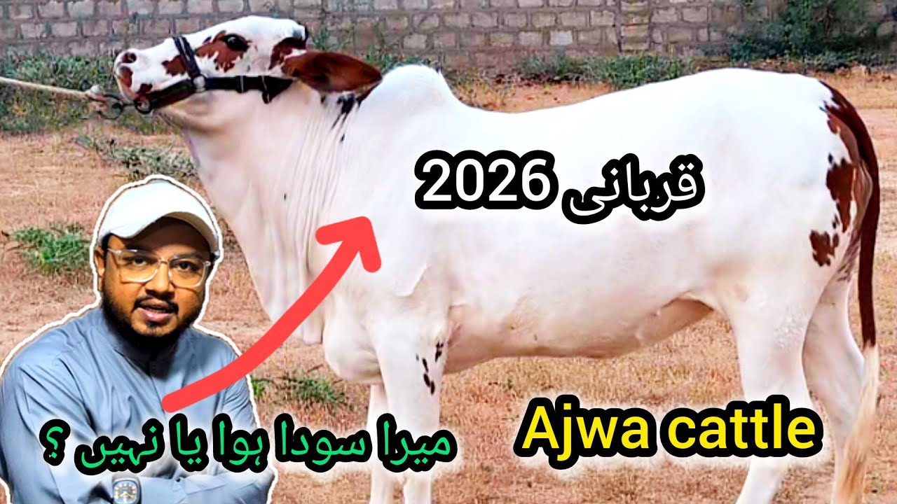 Mera Soda hua ya nhi? | Ajwa cattle | Qurbani 2026 collection 