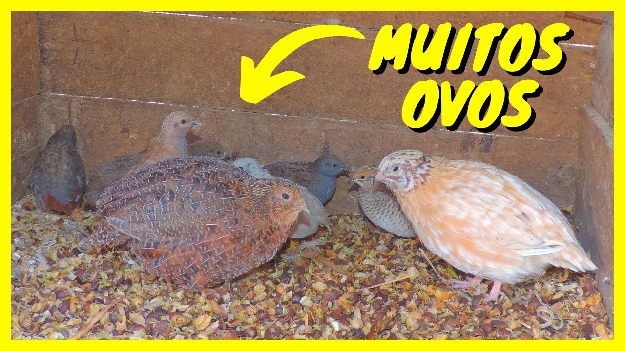 Criação de Codorna Gigante e Chinesa | Gutejando