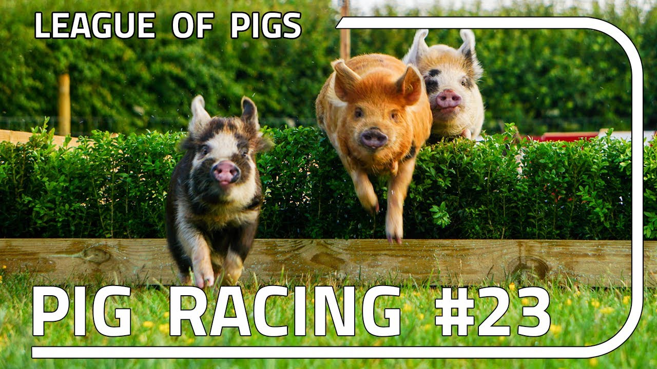 League of Pigs - Season 6 - Round 3!