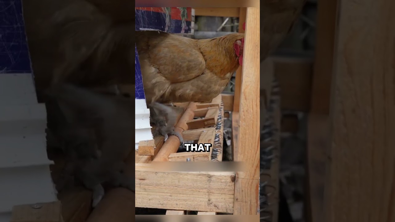 Genius Chicken Coop Hack to Protect Eggs  Smart Farming Idea