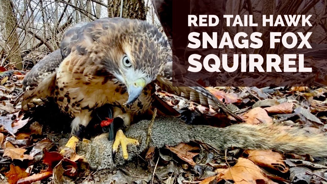 Red Tail Hawk Snags Fox Squirrel