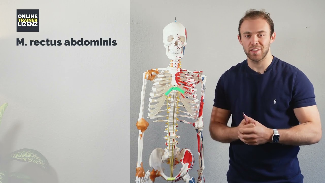 Anatomie + Training der Muskulatur der Wirbelsäule (Bauchmuskeln, Rückenstrecker, etc.)