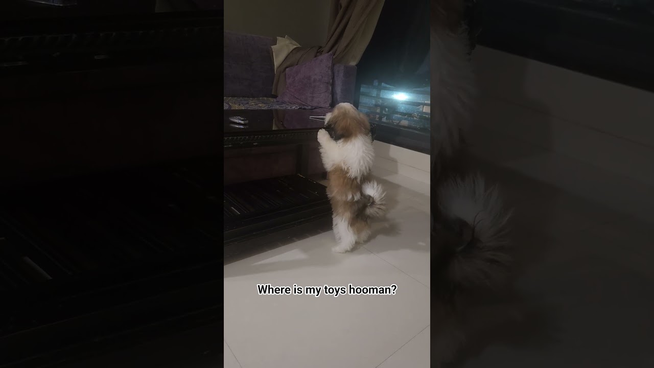 Where is my toys hooman? 