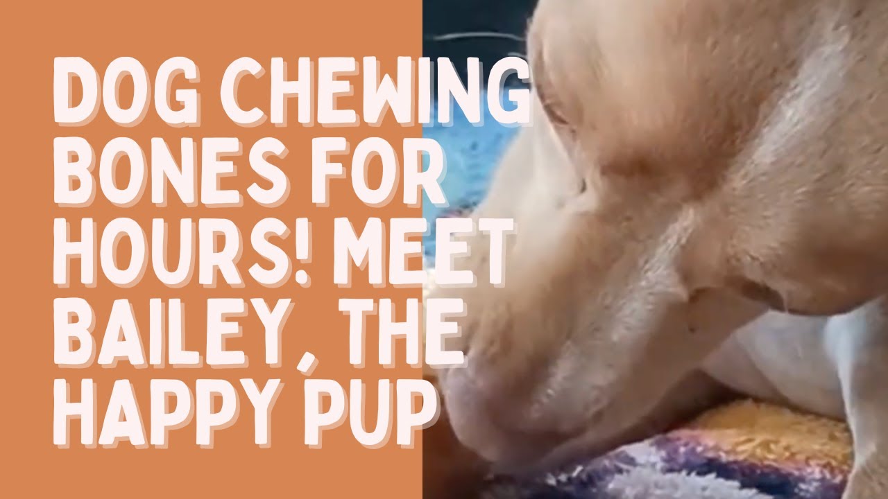 Dog Chewing Bones for Hours! Meet Bailey, the Happy Pup
