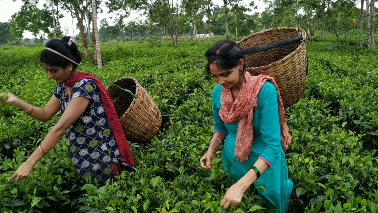 Tea farming in Assam