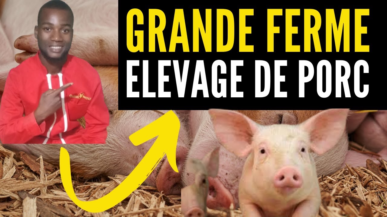 Ensemble visitons une de nos GRANDE FERME d'ELEVAGE DE PORCS (investir au pays en élevage des porcs)