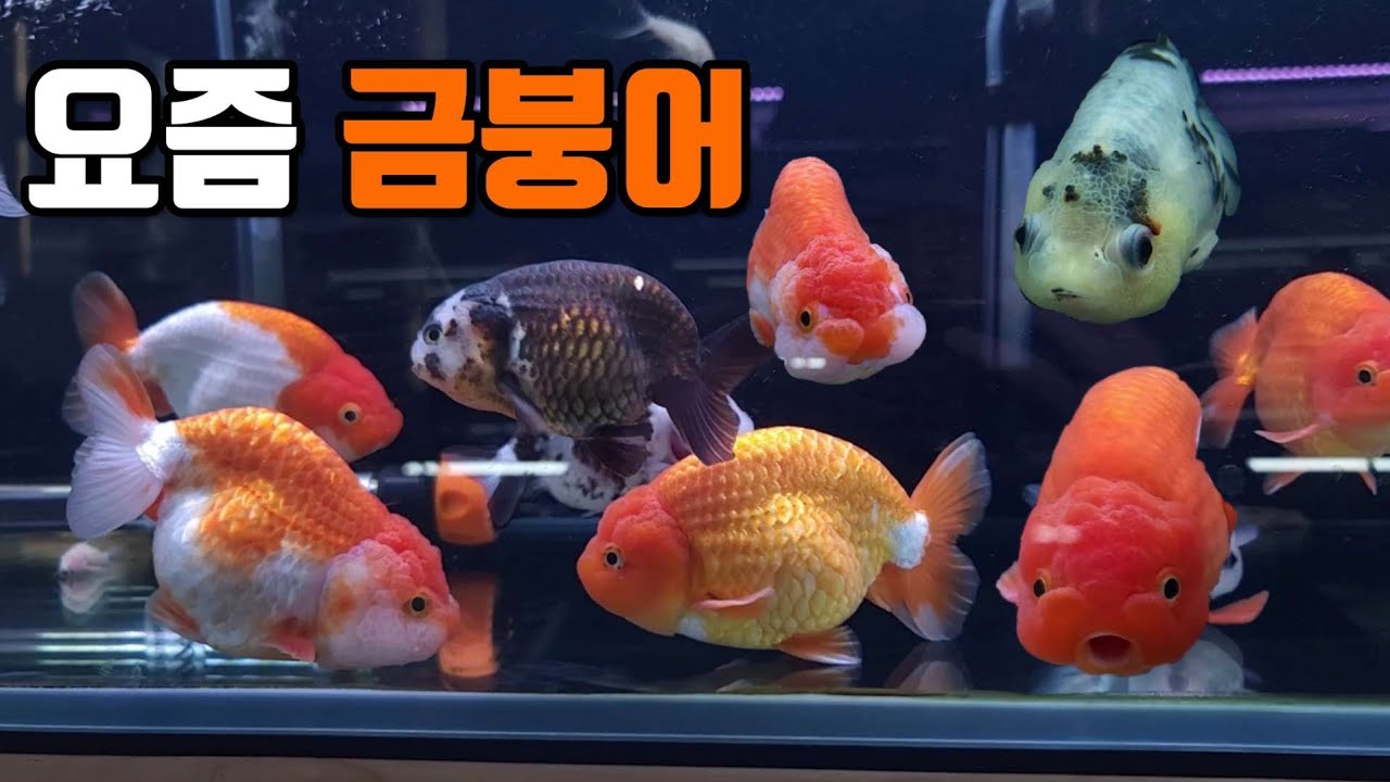 수족관에 금어가 새로 입고되었데요!여러분의 취향은?