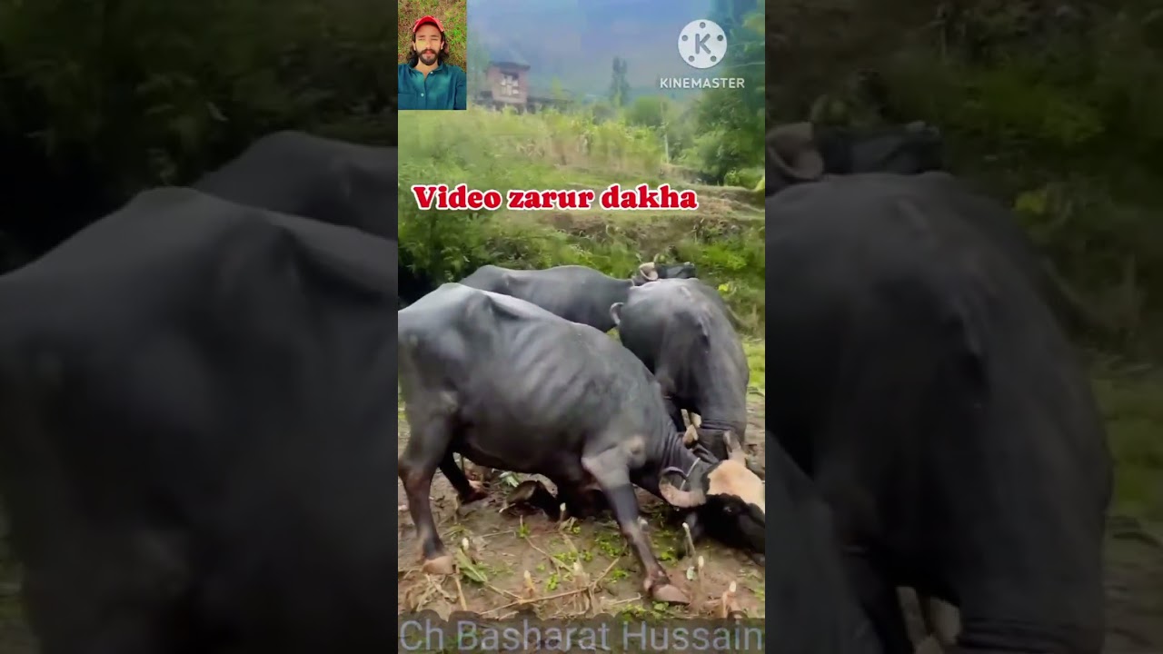 Gojri New Videos (2025) Bhoot ki khubsurat Manjar Gujari culture gojriandgojri