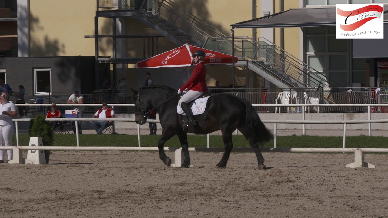 Trailer - der Noriker als Reitpferd