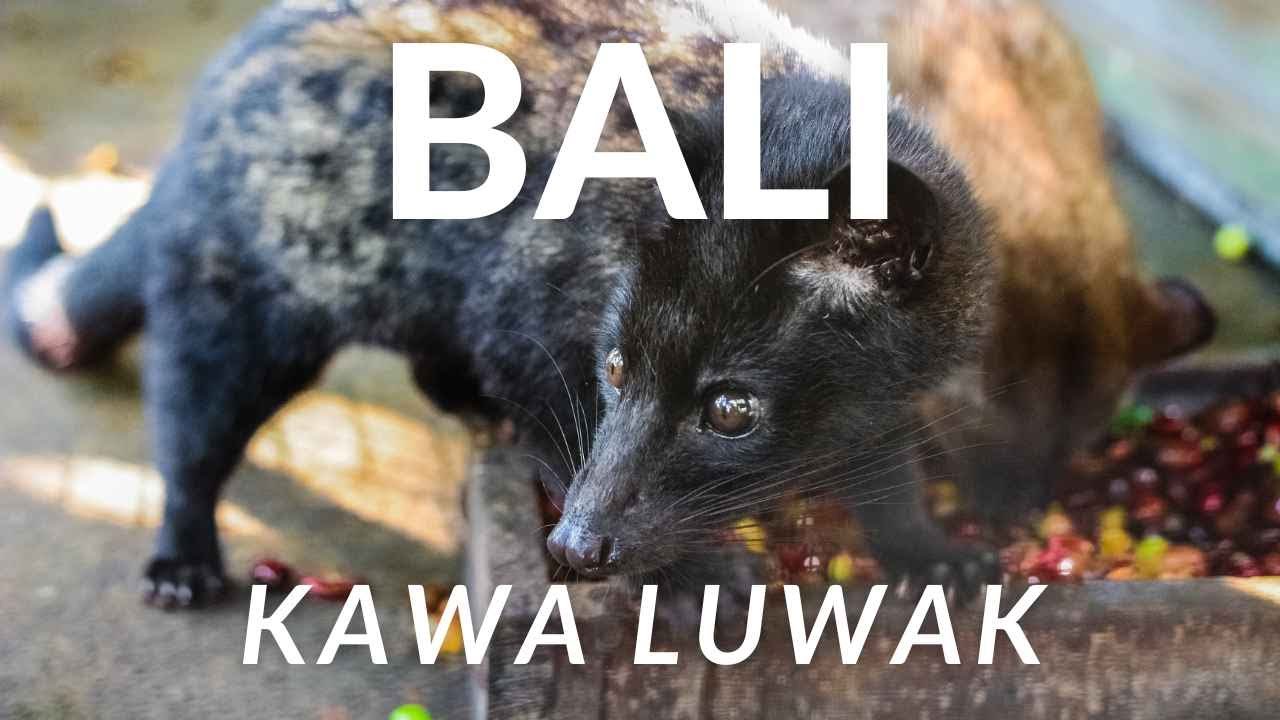 Odkrywamy tajemnice kawy Luwak z Ubud