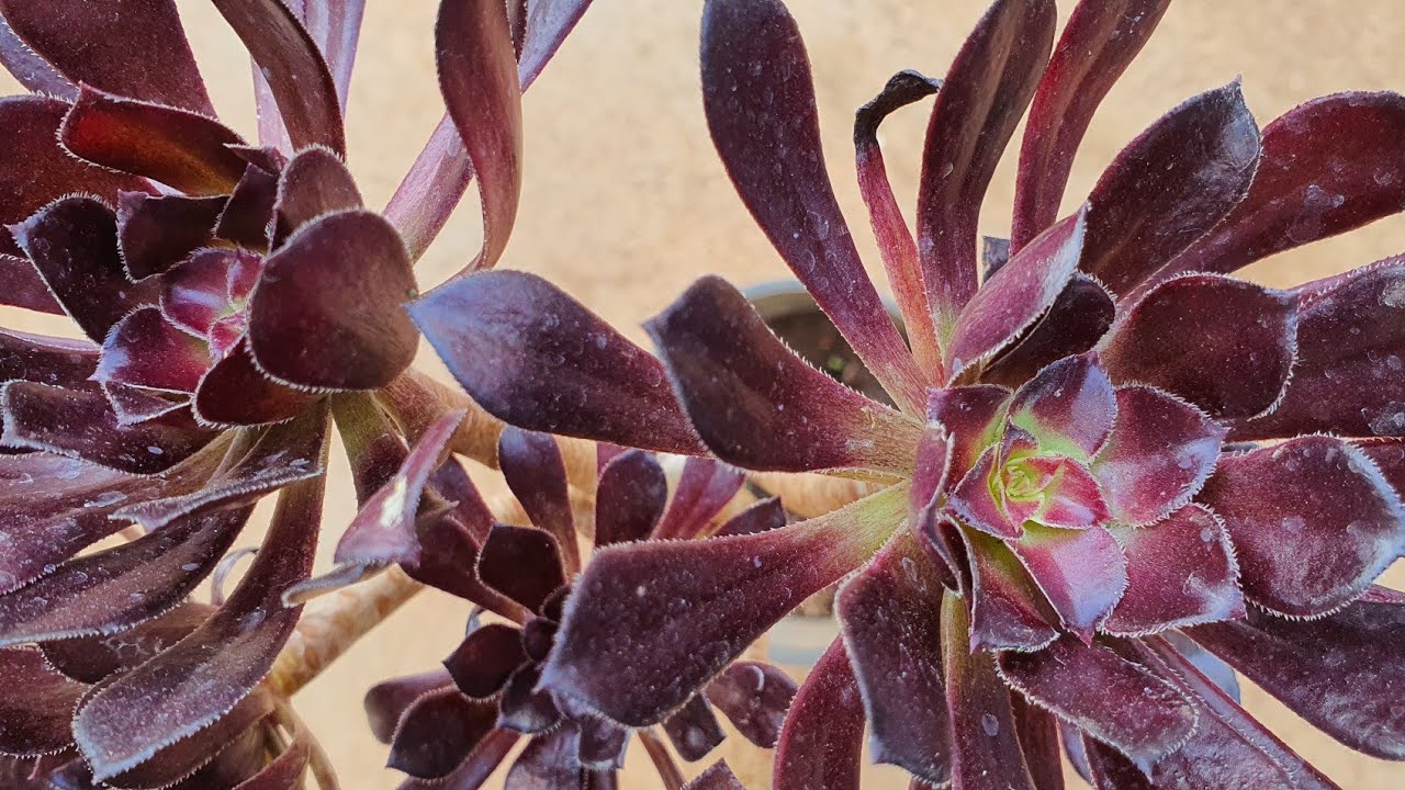 Aeonium Zwartkop Plant Care | Plant Feature: Hyacinth Bean or Avarekalu in Kannada
