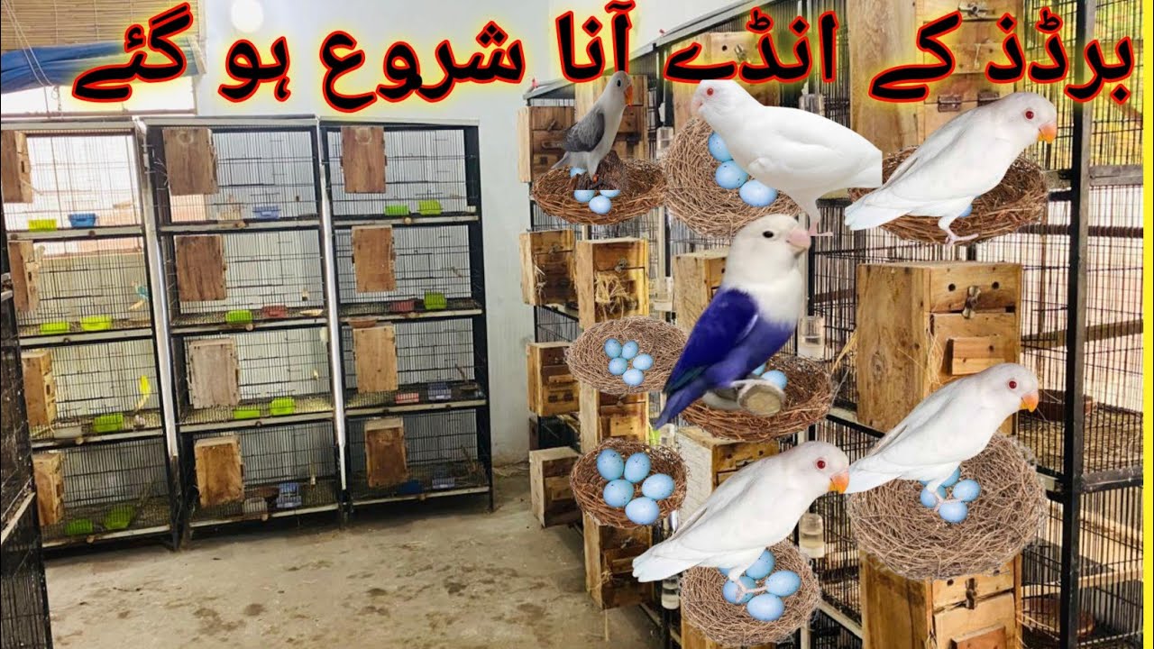 Breeding Progress | LoveBirds Breeding | How We Breed LoveBirds