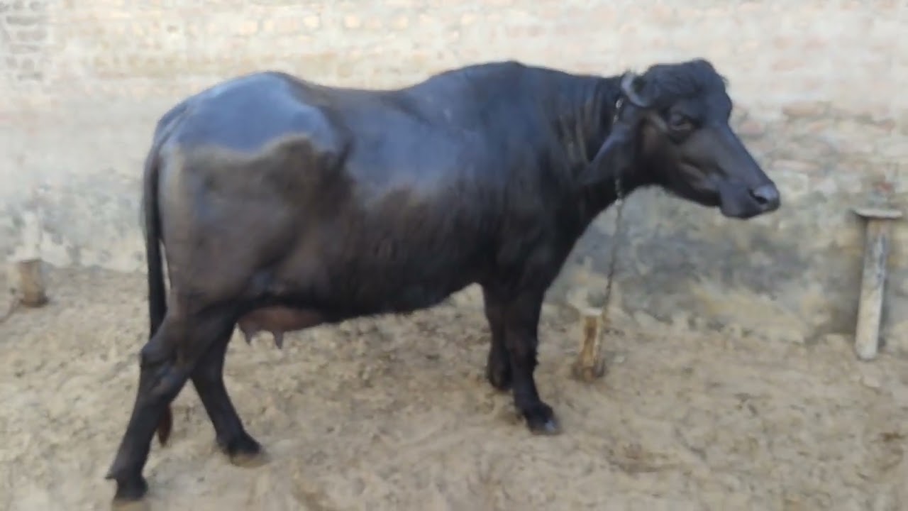 ਸੂਣ ਤੋਂ ਬਾਅਦ ਪਸ਼ੂਆਂ ਨੂੰ ਅਗਲੇ 60 ਦਿਨ ਚ ਗੱਭਣ ਕਿਵੇਂ ਕਰੀਏ