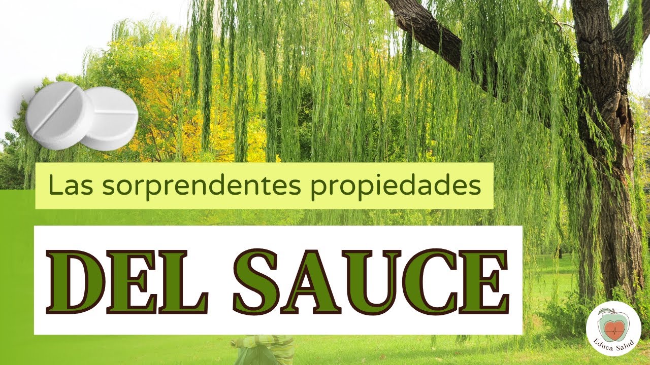 EL SAUCE BLANCO. Propiedades Curativas. LA SALICINA