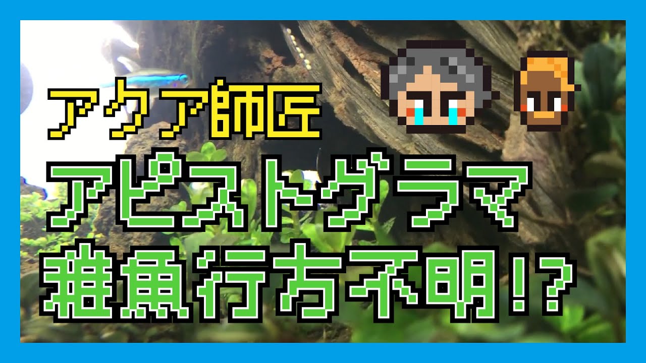 アピストグラマ子育て日記【飼育・繁殖・産卵・成長】③稚魚行方不明