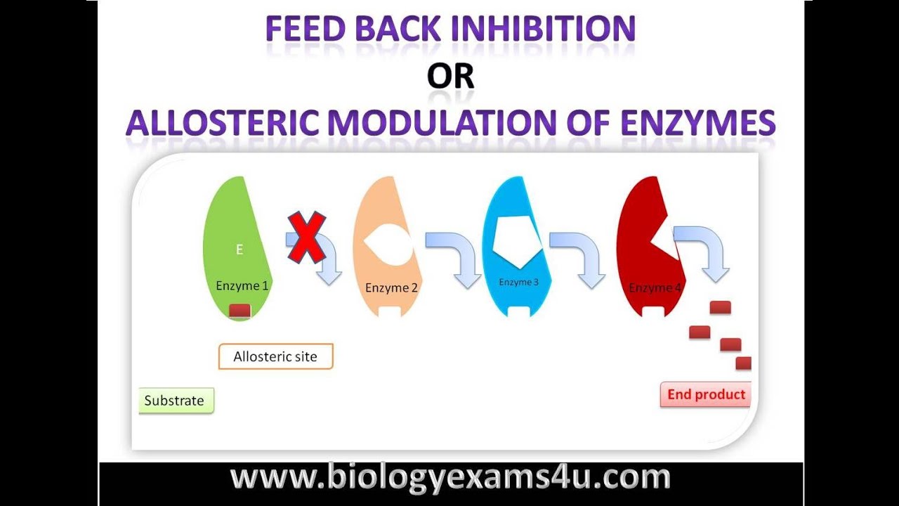 Feedback Inhibition or End Product Inhibition of Enzymes