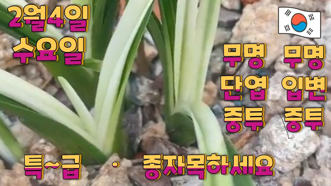 2월4일ㆍ수요일ㅡㅡㅡ  9품종입니다ㅡㅡㅡ무명 단엽중투ㆍ무명 입변 중투호ㆍ입변 중투     [4K]