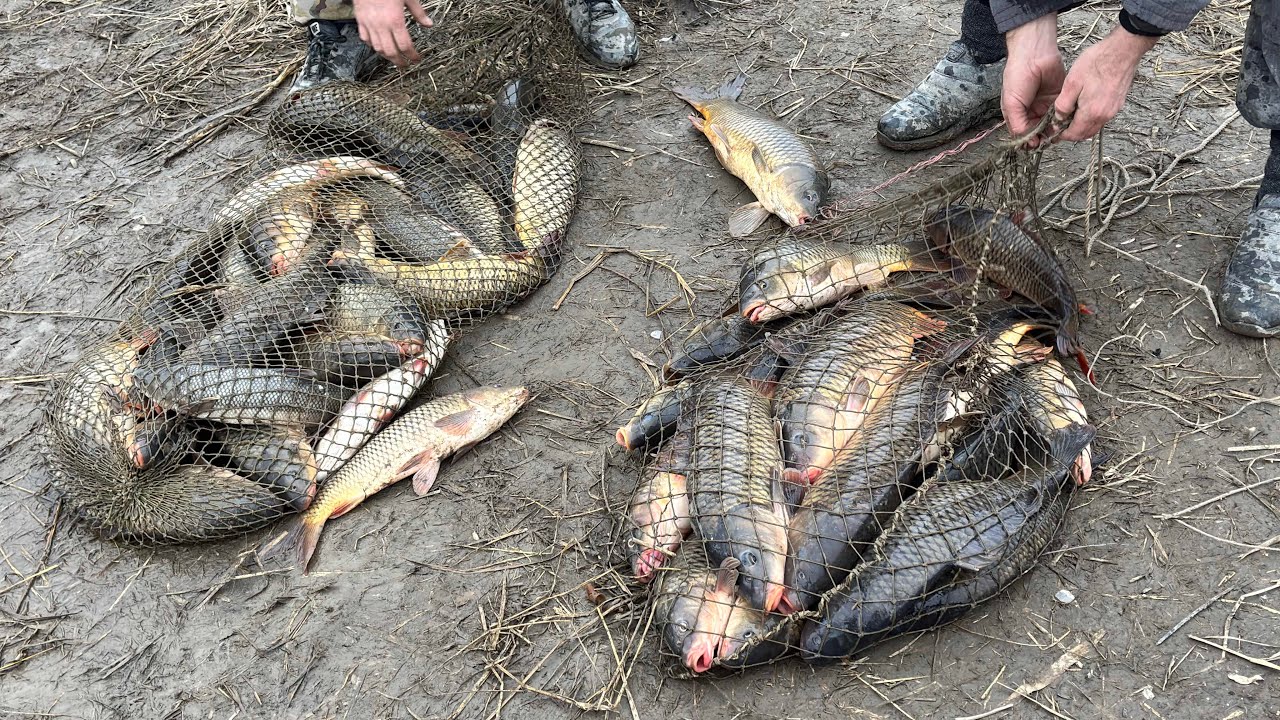 Жор сазана в декабре. Не ожидали такого улова. Рыбалка и охота 