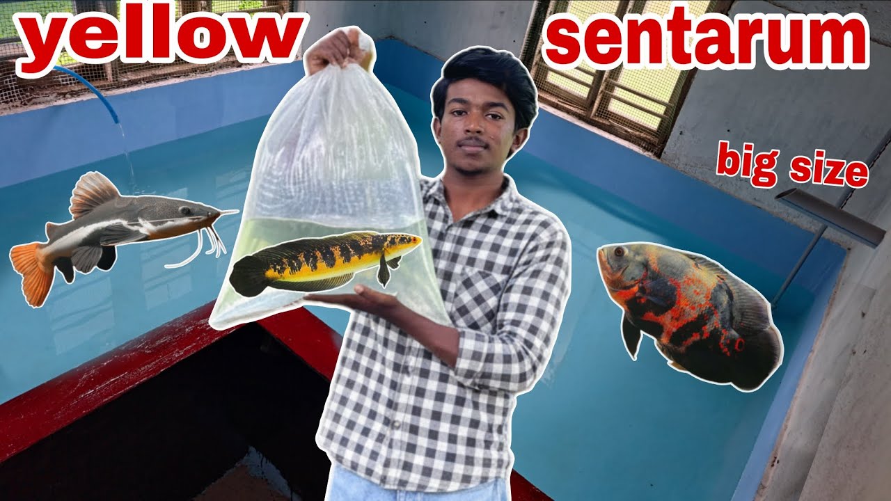 Big size yellow sentarum മേടിച്ചു🥹|Aqua Tips malayalam 
