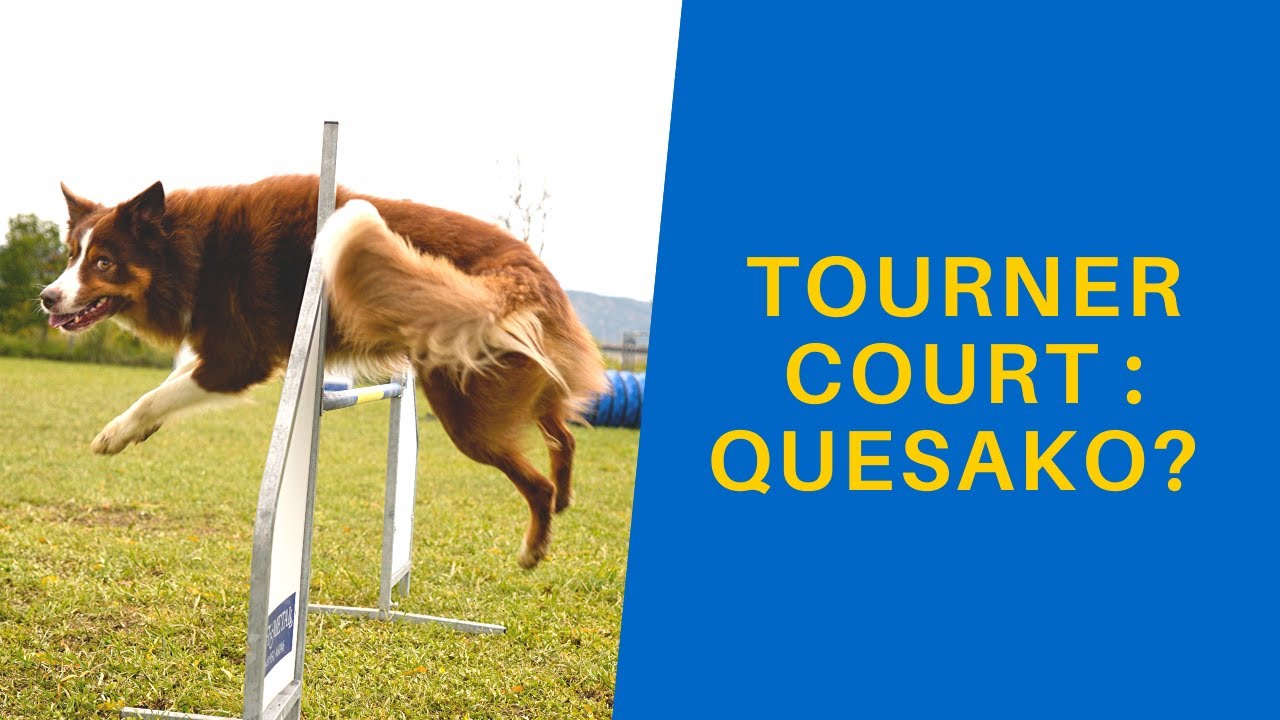 TOURNER COURT EN AGILITY : C'EST QUOI ?