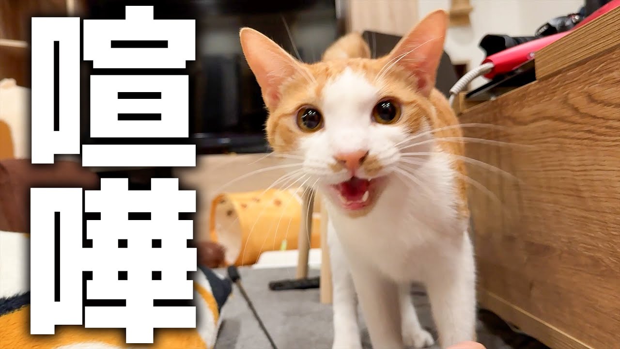 猫と喧嘩しました。