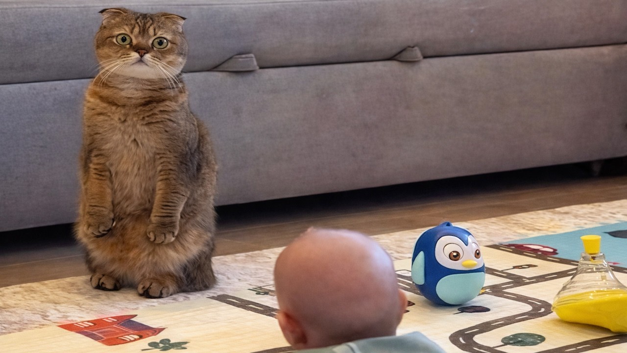 Cats malfunctioning