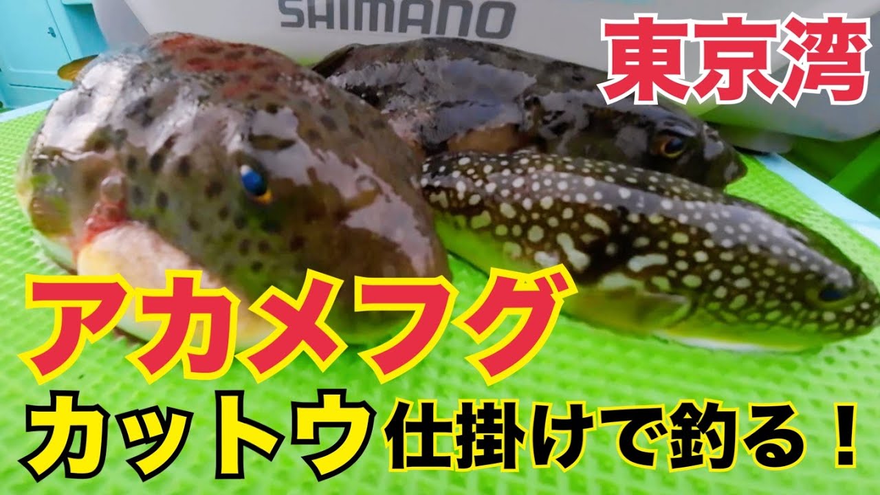 【アカメフグ釣り】冬の高級魚！カットウ仕掛けで挑む｜東京湾八景沖｜エサの付け方｜2024.12.25