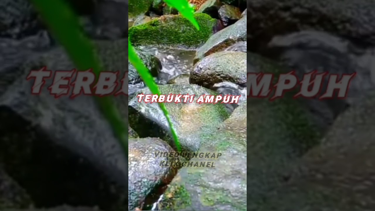 TERAPI AIR BURUNG KECIL #terapiair #terapiburung #terapiburungmacetbunyi #terapipleci #birds #bird