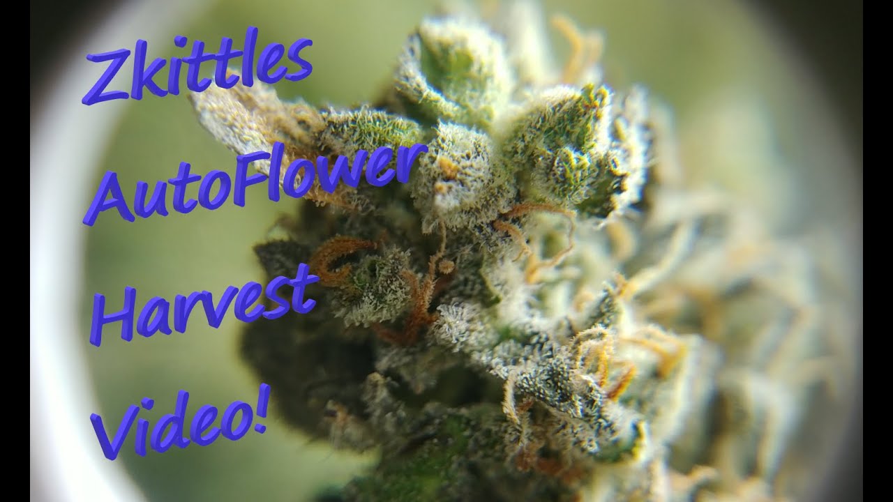Zkittles Autoflower Harvest Video!