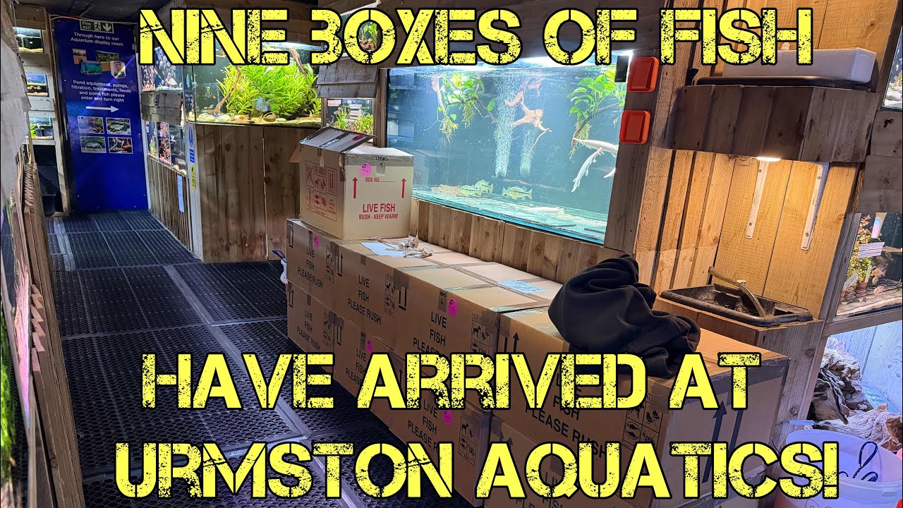NINE BOXES OF FISH IN THIS WEEK AT URMSTON AQUATICS 