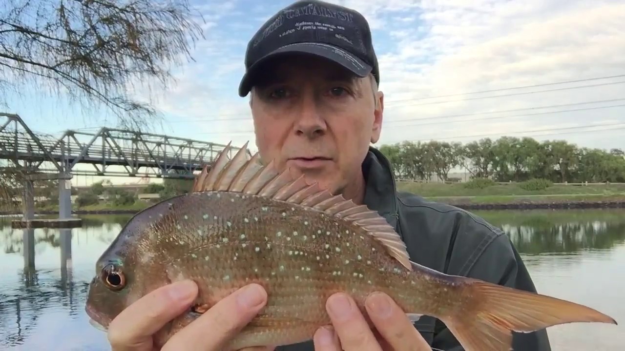 Catch bream and pinkies,  Melbourne