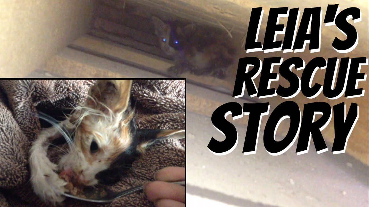 kitten chose to live! (leia's rescue story)