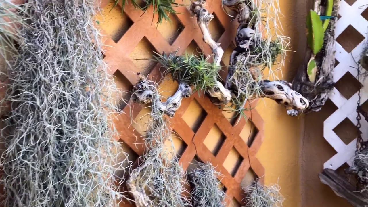 Como Fertilizar y Colgar Plantas de Aire/ Tilandsia ( Spanish Moss)