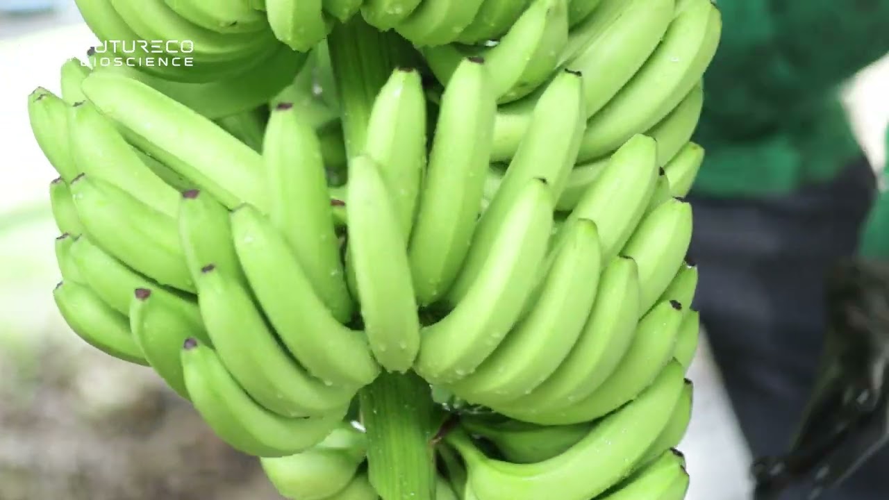 ¿Cómo aumentar la productividad y reducir descartes en banano?