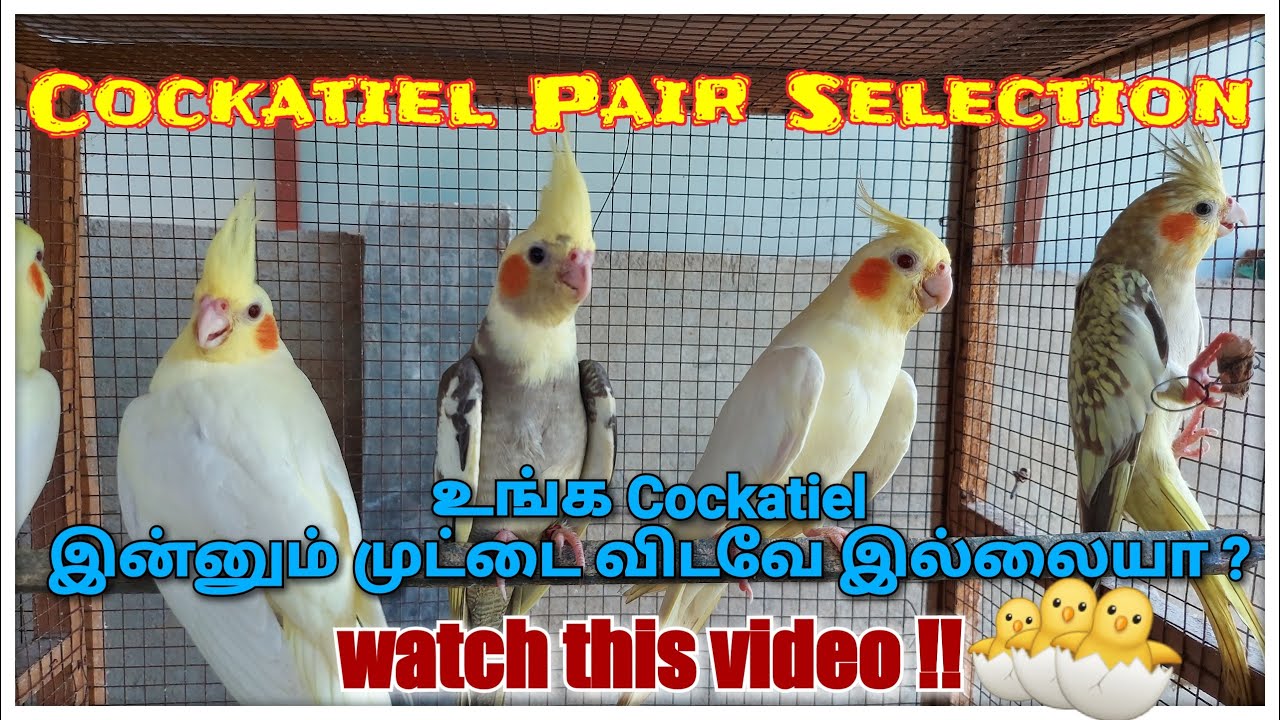 Cockatiel வளர்புமுறை | Pair selection | Cockatiel breeding tips in tamil | Real Feathers | RF