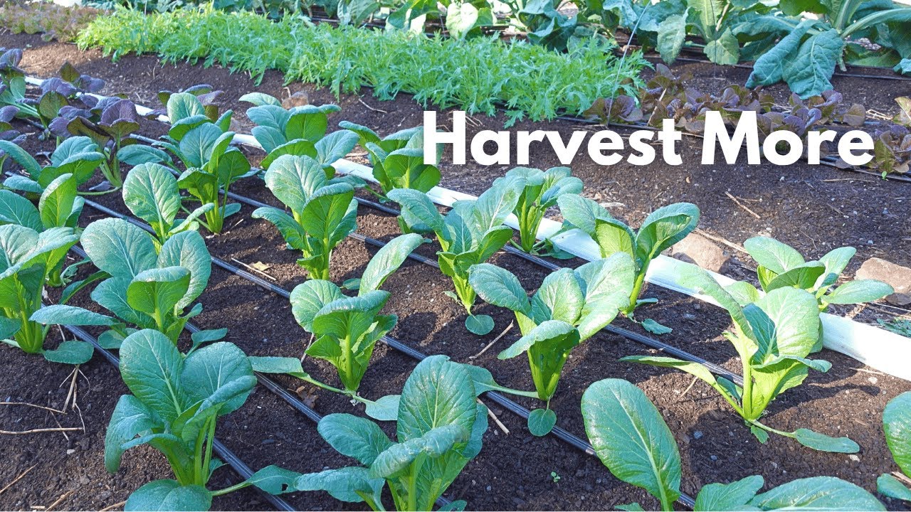INCREASE your harvest with a proper technique!