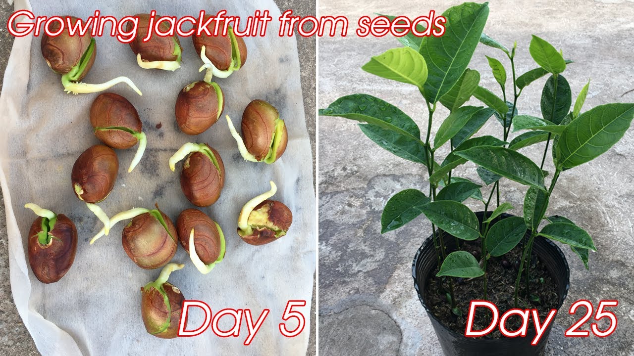 How to grow jackfruit from seeds | how to grow jackfruit in pot