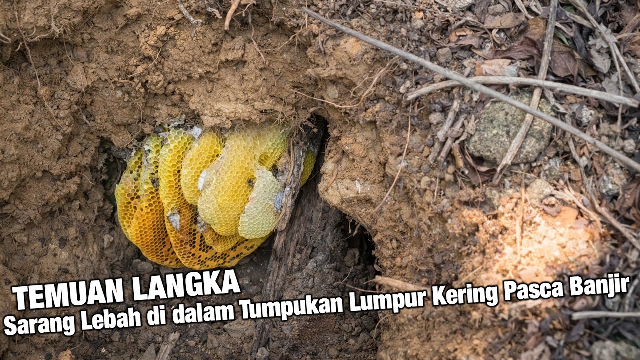Temuan Langka Sarang Lebah di dalam Tumpukan Lumpur Kering Pasca Banjir
