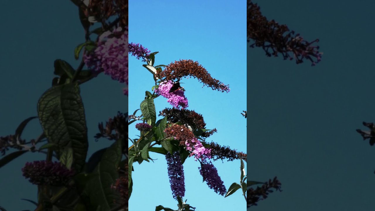 Encounter with a Red Admiral Butterfly!