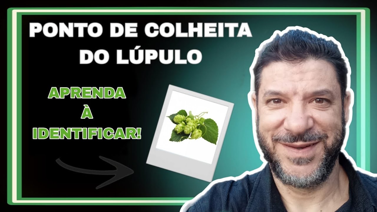 Ponto de colheita do lúpulo, aprenda à identificar....