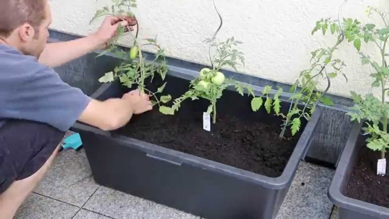 Tomatenkübel einfach und günstig selbst bauen
