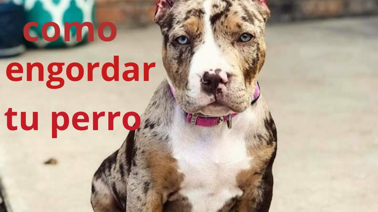 Quieres que tu perro engorde rapido / receta facil crecera sus musculos